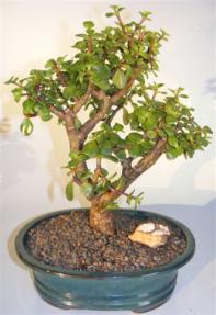 Baby Jade Bonsai Tree <br><i>(portulacaria afra)</i> 