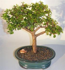 Baby Jade Bonsai Tree <br><i>(portulacaria afra)</i>