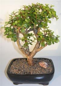 Baby Jade Bonsai Tree <br><i>(portulacaria afra)</i> 