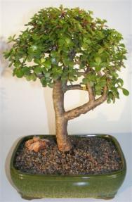 Baby Jade Bonsai Tree <br><i>(portulacaria afra)</i>