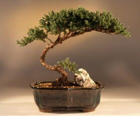 Juniper Bonsai Tree<br><i>(juniper procumbens nana)</i>