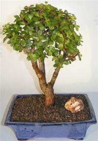 Baby Jade Bonsai Tree <br><i>(portulacaria afra)</i> 