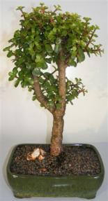 Baby Jade Bonsai Tree <br><i>(portulacaria afra)</i>