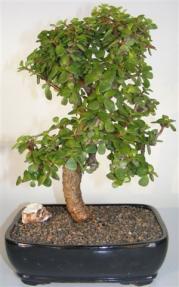 Baby Jade Bonsai Tree <br><i>(portulacaria afra)</i> 