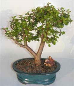 Baby Jade Bonsai Tree <br><i>(portulacaria afra)</i>