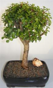 Baby Jade Bonsai Tree <br><i>(portulacaria afra)</i> 