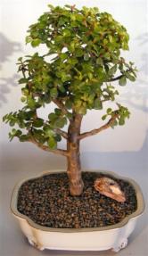 Baby Jade Bonsai Tree <br><i>(portulacaria afra)</i>