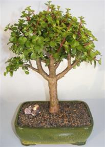 Baby Jade Bonsai Tree <br><i>(portulacaria afra)</i> 