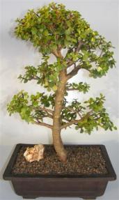 Baby Jade Bonsai Tree <br><i>(portulacaria afra)</i>