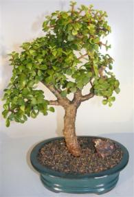 Baby Jade Bonsai Tree <br><i>(portulacaria afra)</i>