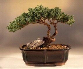 Juniper Bonsai Tree<br><i>(juniper procumbens nana)</i>