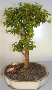 Baby Jade Bonsai Tree <br><i>(portulacaria afra)</i> 