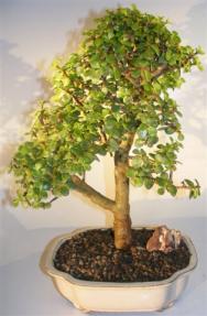 Baby Jade Bonsai Tree <br><i>(portulacaria afra)</i>