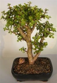 Baby Jade Bonsai Tree <br><i>(portulacaria afra)</i> 