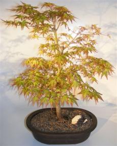 Dwarf Japanese Maple Bonsai Tree<br><i>(acer palmatum 'Capercis Dwarf')</i>