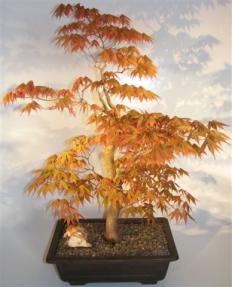 Dwarf Japanese Maple <br>(acer palmatum 