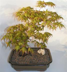 Dwarf Japanese Maple <br>(acer palmatum 