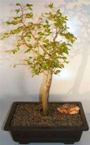 Korean Hornbeam Bonsai Tree <br><i>(carpinus coreana)</i>