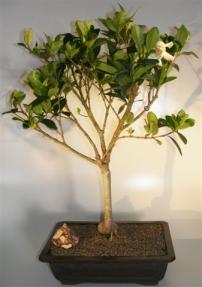 Flowering Gardenia Bonsai Tree <br><i>(jasminoides miami supreme)</i>