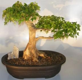 Trident Maple Bonsai Tree<br><i> (acer buergerianum)</i>