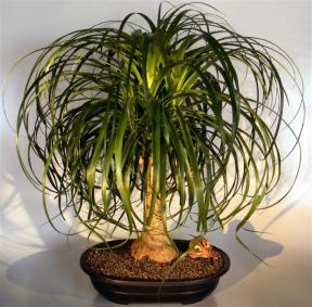 Ponytail Palm Bonsai Tree <br><i>(beaucamea recurvata)</i>