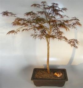 Japanese Threadleaf Red Maple Bonsai Tree<br><i>(acer palmatum dissectum)</i>
