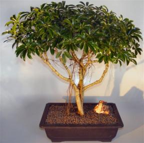 Hawaiian Umbrella Bonsai Tree <br>Braided Trunk Style<br><i>(arboricola schefflera) </i>