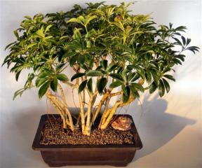 Hawaiian Umbrella Bonsai Tree <br>Banyan Style <br><i>(arboricola schefflera)</i>