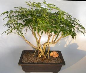 Hawaiian Umbrella Bonsai Tree <br>Banyan Style <br><i>(arboricola schefflera)</i>