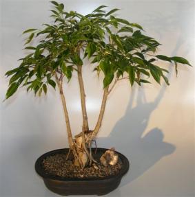 Ficus Midnight Bonsai Tree <br>Exposed Roots Style <br><i>(benjamina 'midnight')</i>