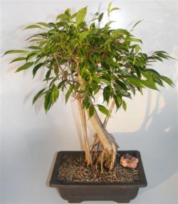 Ficus Midnight Bonsai Tree <br>Exposed Roots Style <br><i>(benjamina 'midnight')</i>