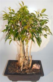 Ficus Midnight Bonsai Tree <br>Exposed Roots Style <br><i>(benjamina 'midnight')</i>