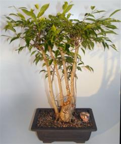 Ficus Midnight Bonsai Tree<br>Multi-Trunk Style with Exposed Roots<br><i>(Ficus 'Orientalis')</i>