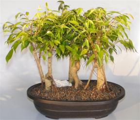 Ficus Midnight Bonsai Tree<br>3 Tree Style with Exposed Roots<br><i>(Ficus 'Orientalis')</i>