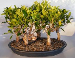 Ficus Retusa Bonsai Tree<br>5 Tree Group<br><i>(ficus retusa)</i>   