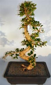 Flowering Fukien Tea Bonsai Tree<br>Curved Trunk & Tiered Branching<br><i>(ehretia microphylla)</i> 