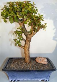 Baby Jade Bonsai Tree <br><i>(portulacaria afra)</i>