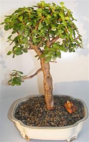 Baby Jade Bonsai Tree <br><i>(portulacaria afra)</i> 