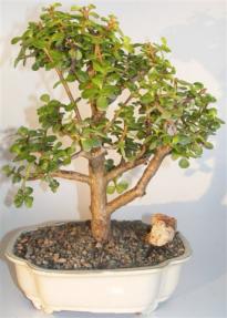 Baby Jade Bonsai Tree <br><i>(portulacaria afra)</i>  