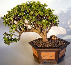 Baby Jade Bonsai Tree<br>Cascade Style<br><i>(portulacaria afra)</i> 