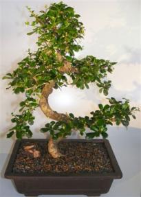 Flowering Fukien Tea Bonsai Tree<br>Curved Trunk & Tiered Branching<br><i>(ehretia microphylla)</i>    