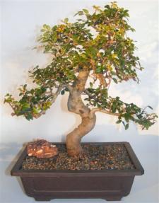 Chinese Elm Bonsai Tree<br>Curved Trunk & Tiered Branching Style<br><i>(ulmus parvifolia)</i> 