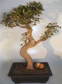 Chinese Elm Bonsai Tree<br>Curved Trunk & Tiered Branching Style<br><i>(ulmus parvifolia)</i>  