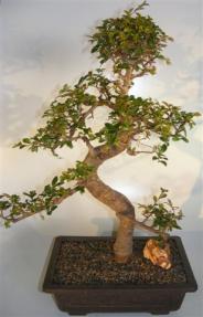 Chinese Elm Bonsai Tree<br>Curved Trunk & Tiered Branching Style<br><i>(ulmus parvifolia)</i>   