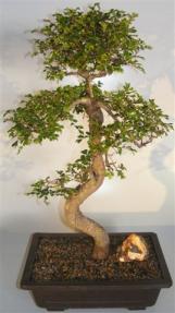 Chinese Elm Bonsai Tree<br>Curved Trunk & Tiered Branching Style<br><i>(ulmus parvifolia)</i>    