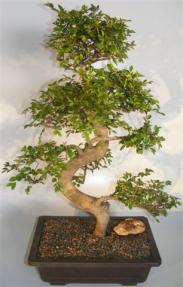 Chinese Elm Bonsai Tree<br>Curved Trunk & Tiered Branching Style<br><i>(ulmus parvifolia)</i>     