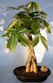 Money Bonsai Tree - Braided Trunk<br><i>(pachira aquatica)</i>  