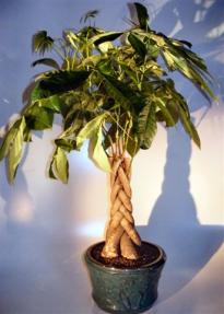 Money Bonsai Tree - Braided Trunk<br><i>(pachira aquatica)</i>     
