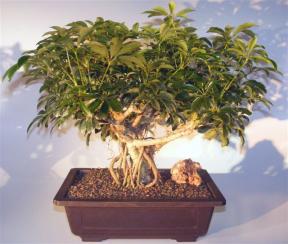 Hawaiian Umbrella Bonsai Tree <br>Banyan Style <br><i>(arboricola schefflera)</i> 