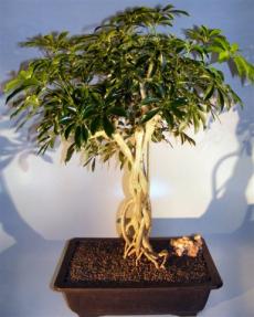 Hawaiian Umbrella Bonsai Tree <br>Banyan Style <br><i>(arboricola schefflera)</i>